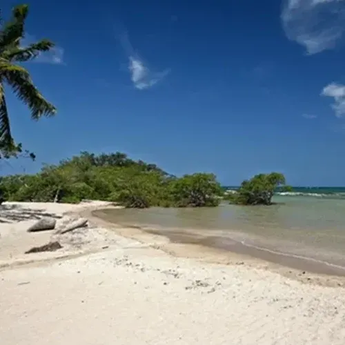 Praia deserta de areia branca em uma das ilhas da Baía de Todos os Santos, com mangue e coqueiro na beira