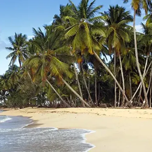 Praia de areia clara com coqueiros inclinados e o mar aberto ao fundo