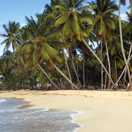Coqueiral debruçado sobre a areia de uma praia deserta, com o mar ao fundo
