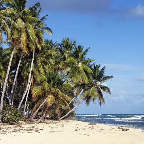 Coqueiros na praia de Boipeba Fileira de coqueiros debruçados sobre a areia branca de uma praia vazia
