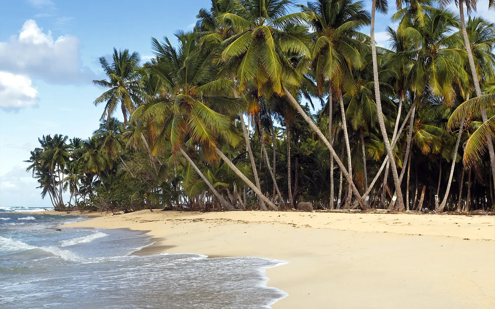 Praia deserta com coqueiros inclinados sobre a areia clara e as ondas quebrando na beira