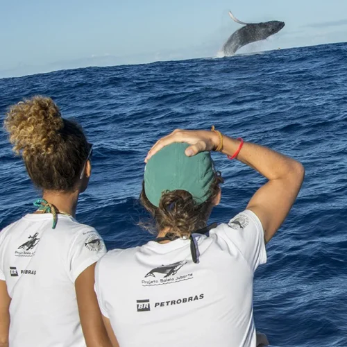 passeio de lancha observar baleias praia do forte, Bahia
